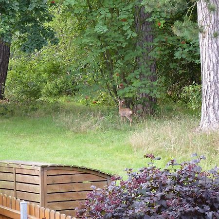 Ferienwohnung Im Wald Mit Kamin 巴特哈尔茨堡 外观 照片