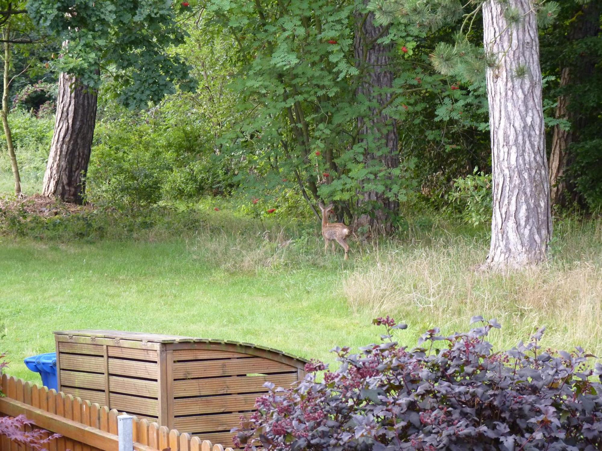 Ferienwohnung Im Wald Mit Kamin 巴特哈尔茨堡 外观 照片